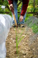 Planting out leeks in a line using a wooden dibber