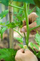 Pinching out sideshoots on tomatoes in the greenhouse with a penknife