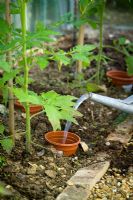 Watering and feeding tomatoes in a greenhouse by sinking a plastic pot into the ground alongside them