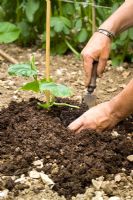 Planting an outdoor cucumber on a mound of soil with a cane for support