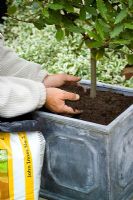 Top dressing a container grown standard bay tree with new compost mixed with slow-release fertilizer
