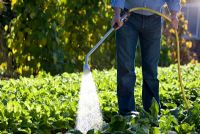 Watering a vegetable garden with a spray wand hose