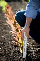 Placing a label at the end of a row of Lettuce 'Romana Rossa'