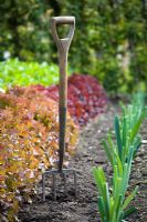 Fork standing in the ground in a vegetable garden next to rows of lettuce