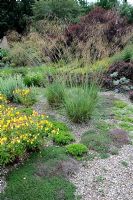 Gravel garden with Creeping Thyme, Stipa gigantea and Oenothera in late spring