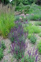 Salvia nemorosa, Allium, Miscanthus and Lavandula in gravel garden