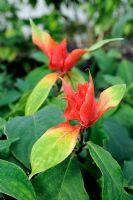 Ruellia chartacea, syn. Aphelandra chartacea - Red Shrimp Plant