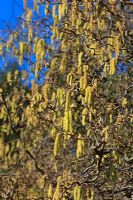 Corylus avellana 'Contorta' covered with catkins in March - Twisted Hazel aka Harry Lauder's walking stick or Corkscrew Hazel