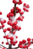 Ilex verticillata - Winterberry Holly with snow