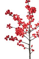 Ilex verticillata - Winterberry Holly