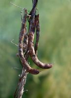 Phaseolus coccineus - Dried runner beans