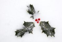 Ilex aquifolium - Holly berries covered in snow