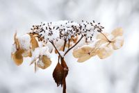 Hydrangea macrophylla normalis covered in  snow