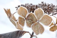 Hydrangea macrophylla normalis covered in hoar frost