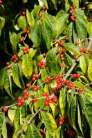 Lonicera maackii - Bush Honeysuckle's fruits