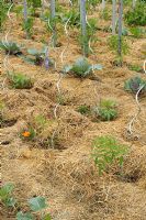 Young Tomato plants and Cabbage mulched with straw in spring