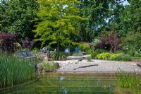 Natural swimming pool with pebble beach zone, leading to a garden with different 'rest areas' and trees in the background. Other planting includes Agapanthus, Alchemilla mollis, Cotinus coggygria 'Royal Purple', Gleditsia triacanthos 'Sunburst', Physocarpus opulifolius 'Diabolo' and Typha 