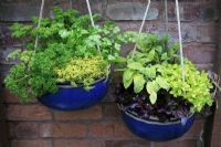 Herbs and salads growing in suspended blue glazed bowls - Coriander, parsley and Thymus pulegioides 'Archer's Gold' with Red lettuce 'Gaillarde', variegated sage, Salvia officinalis 'Icterina', golden marjoram and mint