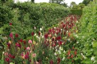 Antirrhinum majus for cutting, Runner beans 'White Lady' and Malus trained on metal hoops laden with fruit in the Kitchen Garden at Heligan