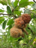 Monilinia frutigena  - Brown rot attacking 'Peasgood Nonsuch' apples                       
