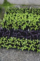 Varieties of basil being grown in cell trays to minimise root disturbance when planting out