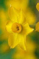 Narcissus 'Baby Boomer', April