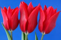 Tulipa 'Pieter de Leur' - Lily-flowered Group tulips