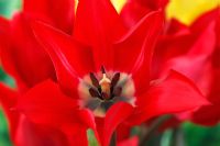Tulipa 'Pieter de Leur' - Lily-flowered Group, April