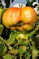 Tomato with blossom end rot due to calcium deficiency caused by irregular watering