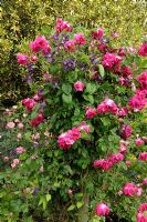 Rosa 'Noella Nabonnand' and Clematis 'Blue Pirouette'