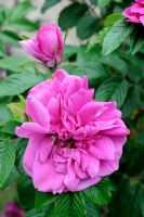 Rosa rugosa 'Roseraie de l'Hay'