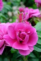 Rosa 'Roseraie de l'Hay'