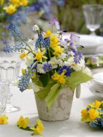 Spring table decoration with Narcissus, Muscari, Primula, Viola cornuta, Anemone blanda and Leucojum