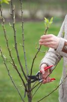 Planting and training fruit trees in pots. Step 6 of 8. Pruning Pyrus 'Beautiful Helene' -(Pear). Malus 'Cox Orange Renette' (Apple Tree) in terracotta pot