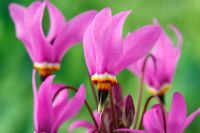 Dodecatheon meadia - Shooting star, May