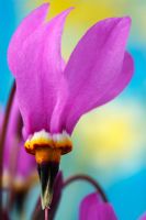 Dodecatheon meadia - Shooting star