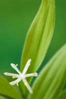 Maianthemum stellatum syn. Smilacina stellata - Star-flowered lily of the valley