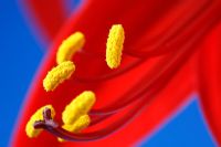 Sprekelia formosissima - Aztec lily, also known as Jacobean lily
