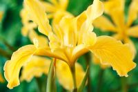Iris innominata, May