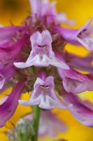 Penstemon procerus 'Roy Davidson' - Small-flowered Penstemon