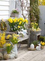 Containers of Forsythia 'Lynwood Gold', Narcissus 'Tete a Tete', 'Dutchmaster' and 'Pinza', Viola wittrockiana, Bellis, Anemone blanda