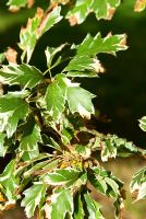 Quercus cerris 'Argenteovariegata'. Sir Harold Hillier Gardens, Ampfield, Romsey, Hants, UK
