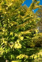 Metasequoia glyptostroboides 'Gold Rush'. Sir Harold Hillier Gardens, Ampfield, Romsey, Hants, UK