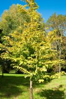 Metasequoia glyptostroboides 'Gold Rush' - Sir Harold Hillier Gardens, Ampfield, Romsey, Hants, UK