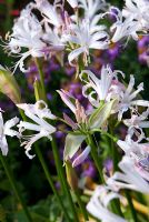 Nerine bowdenii 'Alba' - Sir Harold Hillier Gardens, Ampfield, Romsey, Hants, UK