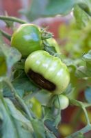 Blossom-end rot on tomatoes 'Black Russian'