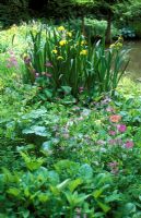 Iris pseudacorus - Yellow Flag Iris, Natural Water Garden, Nine Spring's House