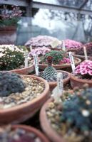 Collection of saxifrages, April