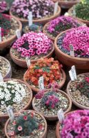 Collection of saxifrages, April