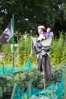 Pirate scarecrow on allotment and cabbages covered in netting